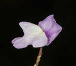 Eastern purple bladderwort